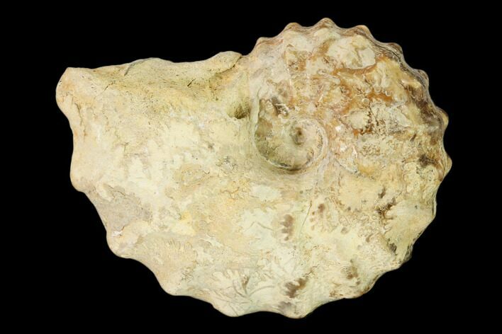 Cretaceous Fossil Ammonite (Calycoceras) - Texas #162627